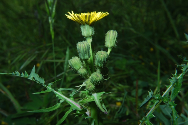 Asteracea - Sonchus asper subsp. asper